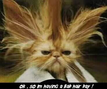 badhairday.jpg